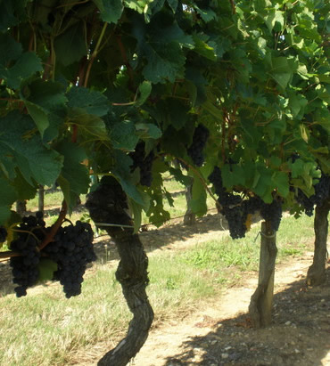 Grapevine Firewood: Vines