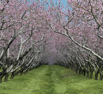 Nectarine Firewood: Orchard