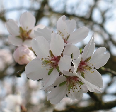 Almond Firewood: Almond Blossom