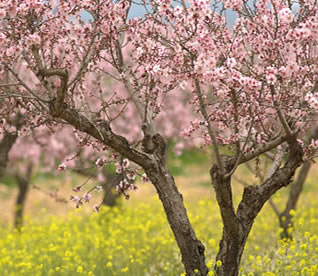 Almond Firewood: Almond Orchard