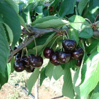 Cherry Firewood: Fruit