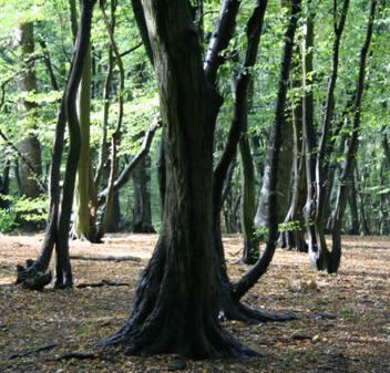 Hornbeam Firewood: Tree