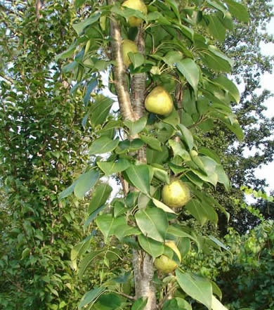 Pear Firewood: Pear Tree