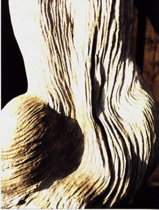 Sekelbos Firewood: Looks like driftwood