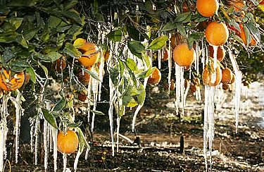 Orange Firewood: Frozen Oranges