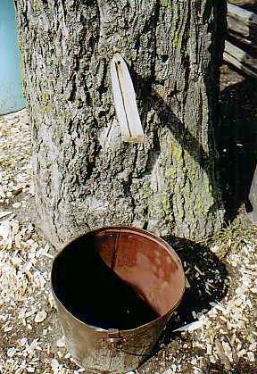 Maple Firewood: Maple Sap