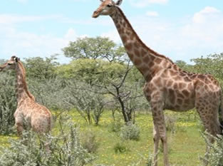 Sekelbos Firewood: Giraffes love the leaves