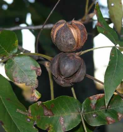 Hickory Firewood: Hickory Nuts