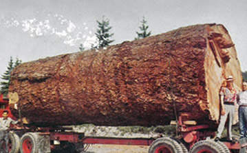 Firewood Cooking: One Log
