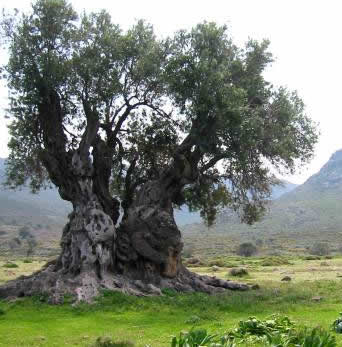 Olive Firewood: Ancient Olive Tree