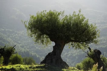 Olive Firewood: Olive Tree