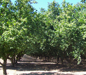 Walnut Firewood: Walnut Orchard