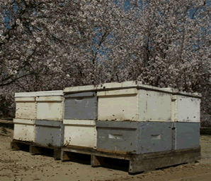 Almond Firewood: Orchard and Beehives