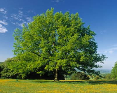 Oak Firewood: Oak Tree