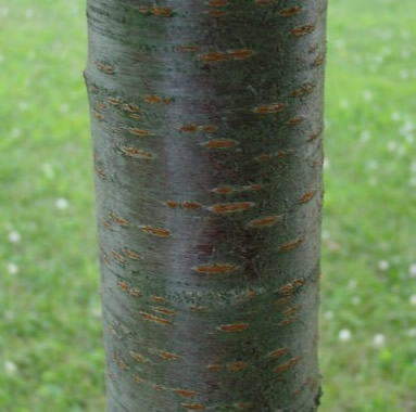 Cherry Firewood: Bark