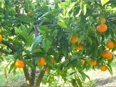 Mandarin Firewood: Fruit