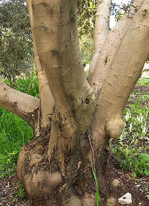 Olive Firewood: Olive Bark