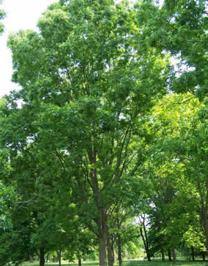 Pecan Firewood: Pecan Tree