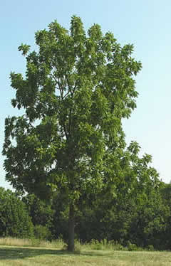 Walnut Firewood: Walnut Tree